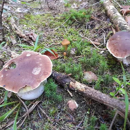 Ferienhaus Pod Lubaniem *