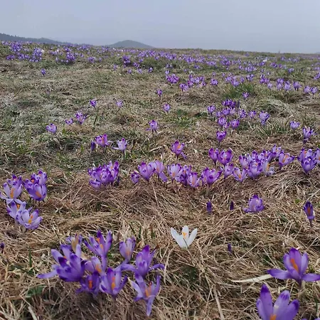 Dom wakacyjny Pod Lubaniem