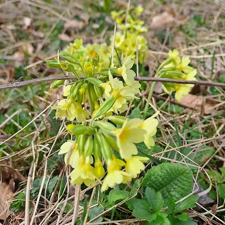 Dom wakacyjny Pod Lubaniem *