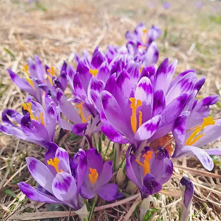 Dom wakacyjny Pod Lubaniem Ochotnica Dolna