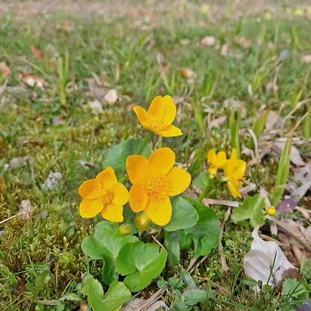 Pod Lubaniem Ochotnica Dolna