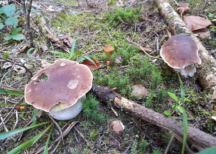 Nyaraló Pod Lubaniem *