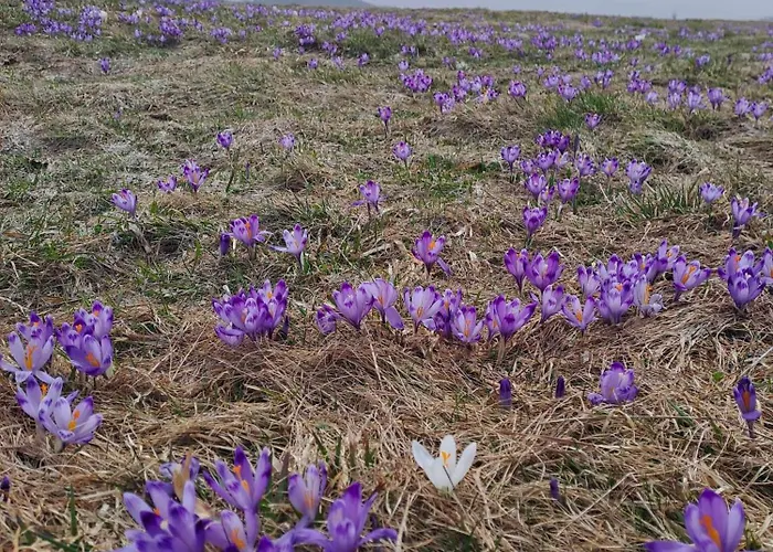 Nyaraló Pod Lubaniem