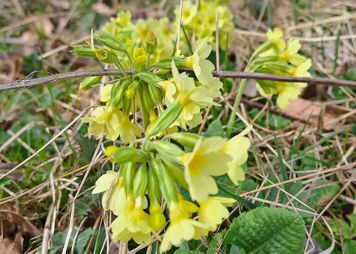 Nyaraló Pod Lubaniem *