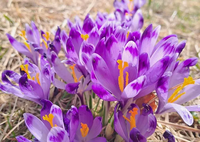 Nyaraló Pod Lubaniem Ochotnica Dolna