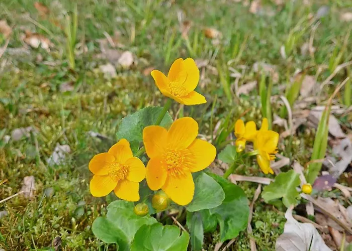 Pod Lubaniem Ochotnica Dolna
