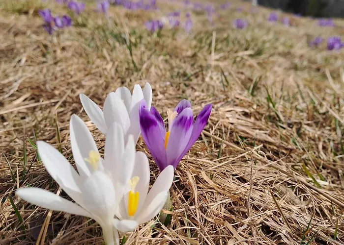 Pod Lubaniem Nyaraló