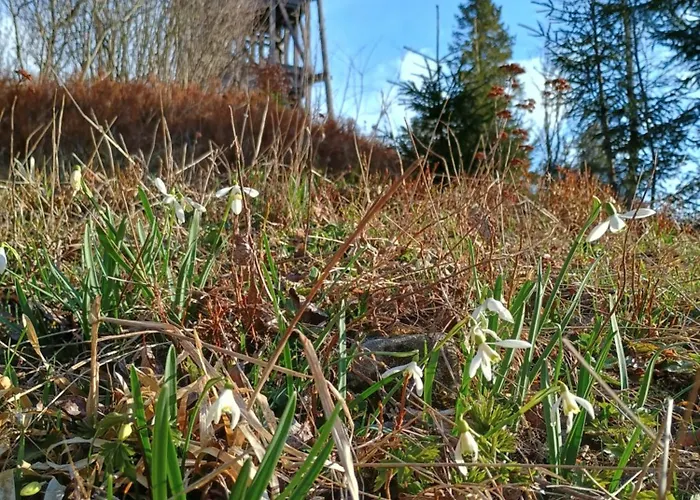Pod Lubaniem Nyaraló *