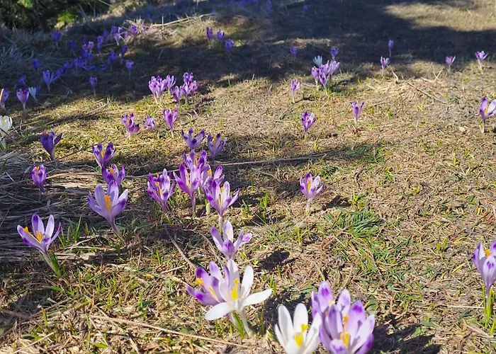 Pod Lubaniem Nyaraló Ochotnica Dolna