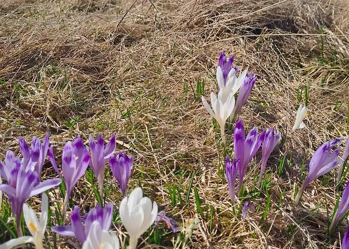 Pod Lubaniem * Ochotnica Dolna